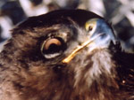 common buzzard, 11 Jan. 2004, Beneovsko (BE)