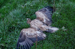 White-tailed Eagle, Apr 15, 2011, Smrk (TR)