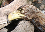 White-tailed Eagle, Apr 24, 2014, Strnice (HO)